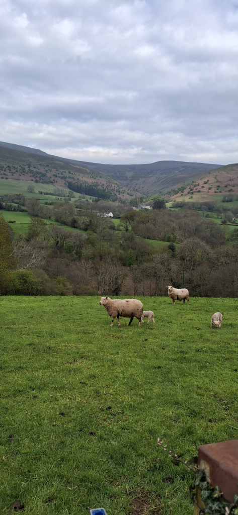 085_Wales_und_Schafe_20250419_164705