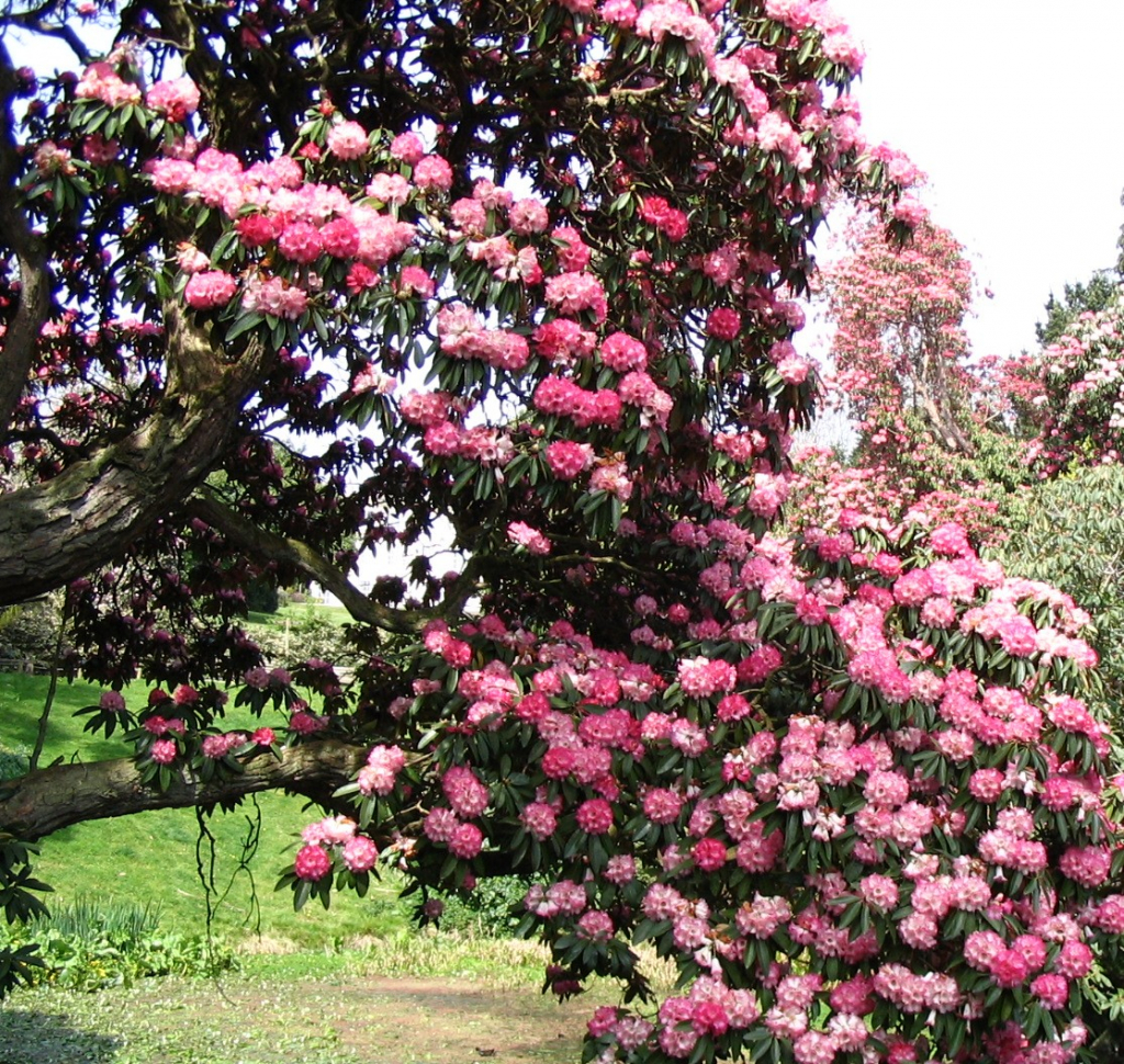 IMG_0219_rhododendren_cornwall
