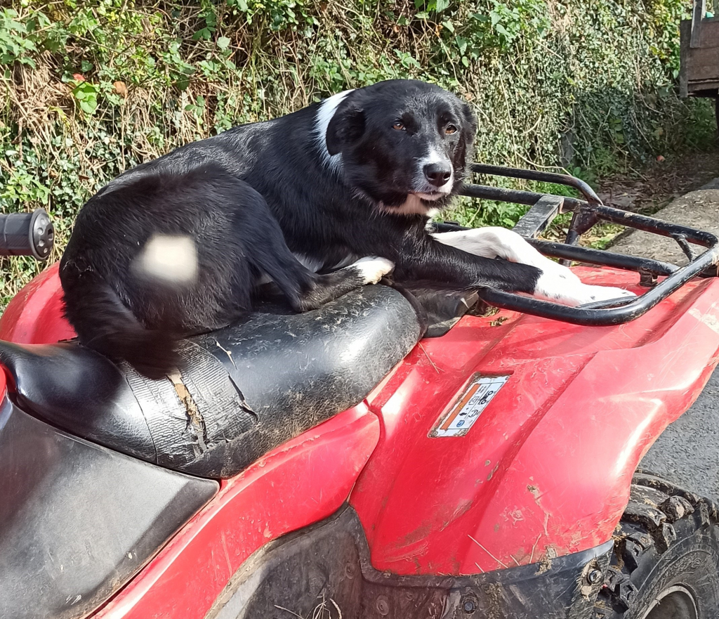 schottischer_bordercollie_on_work