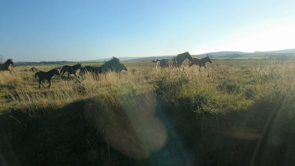 wilde_ponies_dartmoor_sept_2018